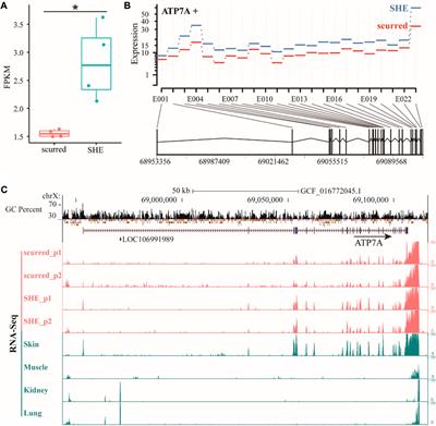 Genetic diversity, tissue-specific expression, and functional analysis of the ATP7A gene in sheep